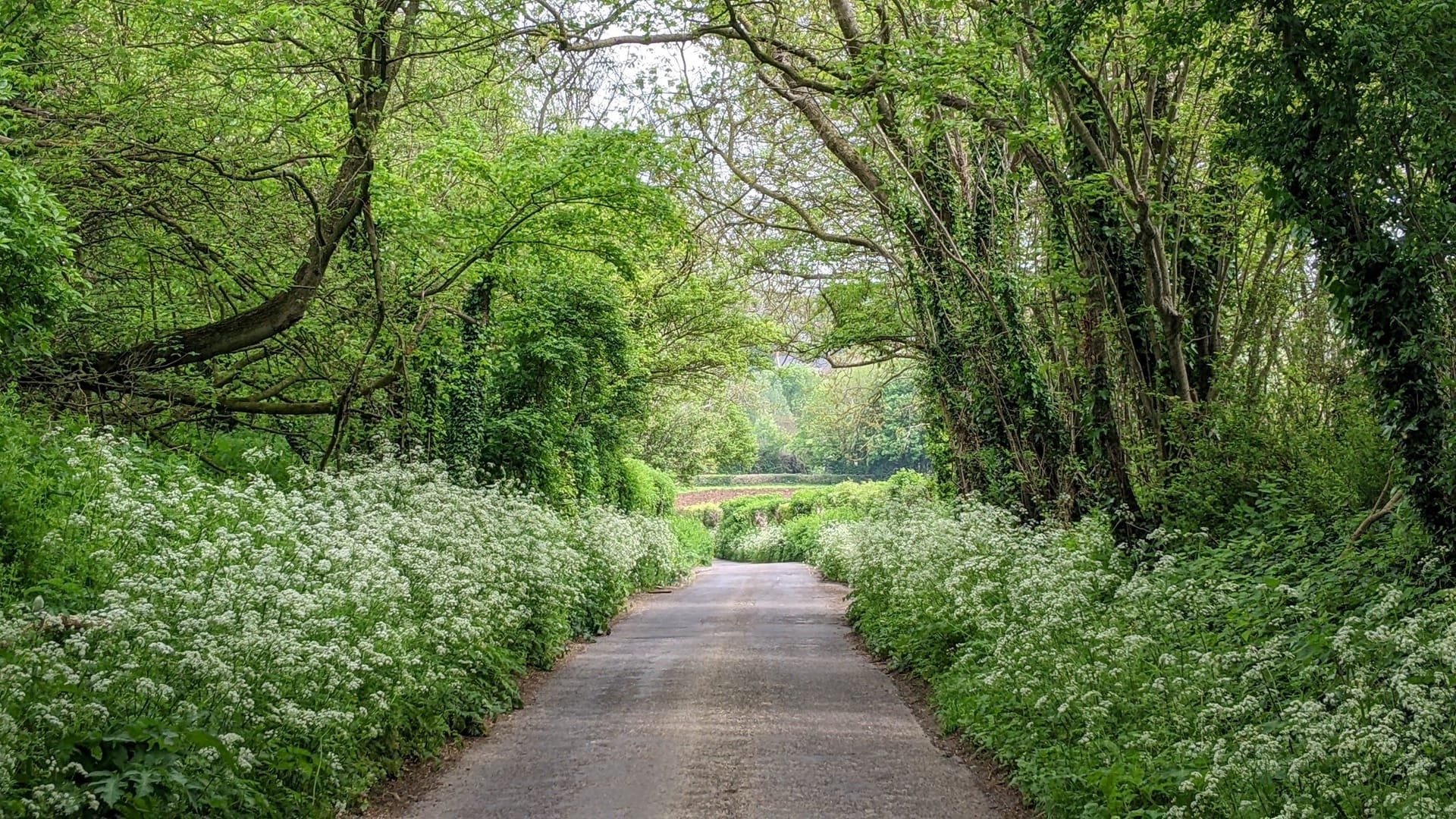 A narrow country lane between banks of cow parsley