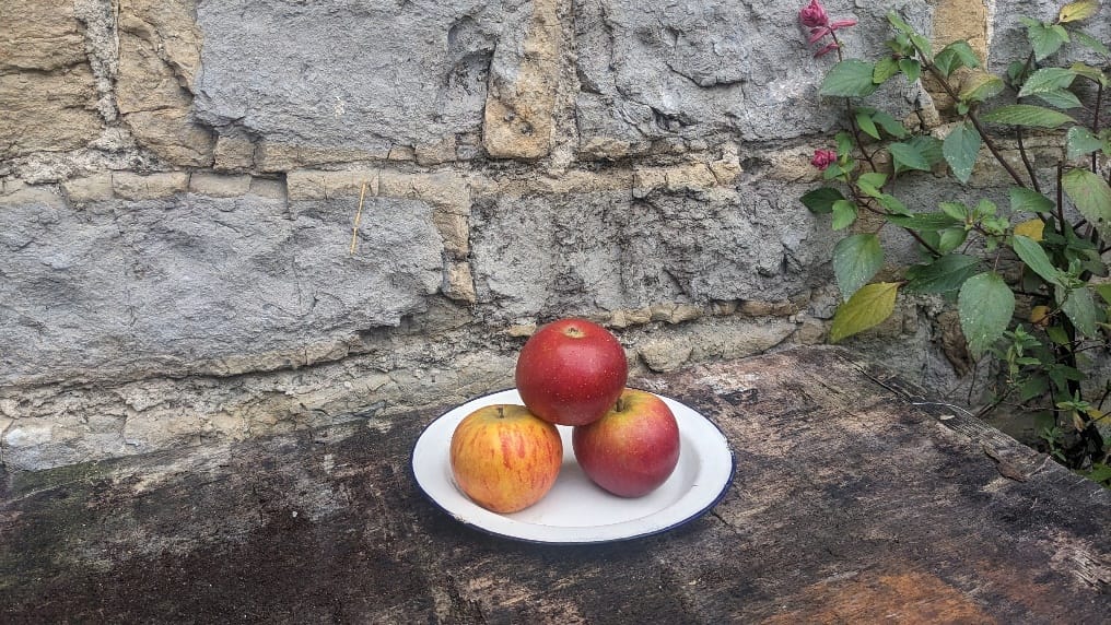 A trio of freshly picked Cox's Orange Pippins, grown in Somerset