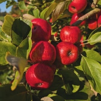 Red apples ripening on the tree