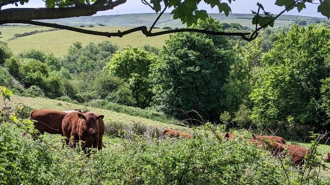 Red cattle grazing in a field at West Ilkerton Farm