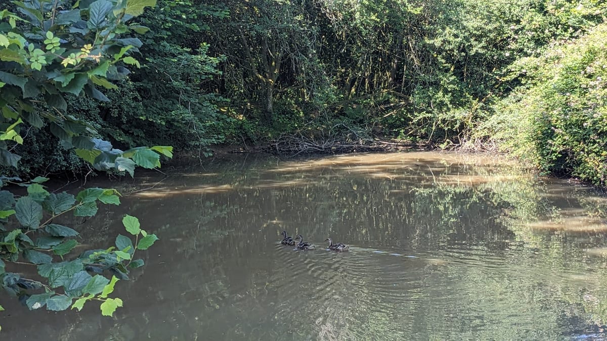 Well camoflaged ducks!